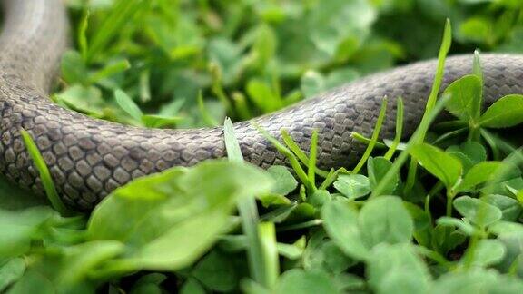 草地上的野蛇Coronellaaustria