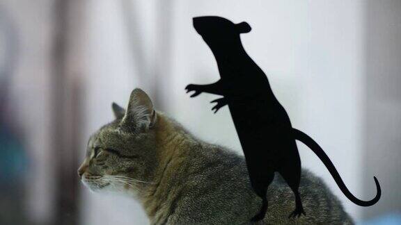 一只猫吃一只涂了漆的老鼠