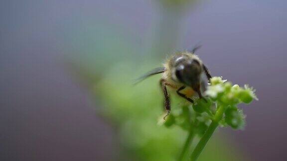 蜜蜂采蜜花粉授粉