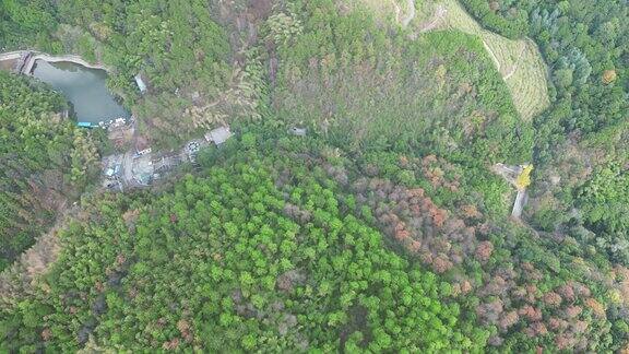 多镜头俯拍绿色植物森林4K
