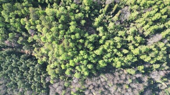 合集俯拍绿色植物森林4K