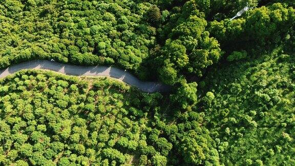 合集视频俯拍绿色植物森林4K