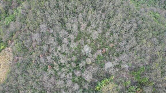 合集秋天森林植物航拍