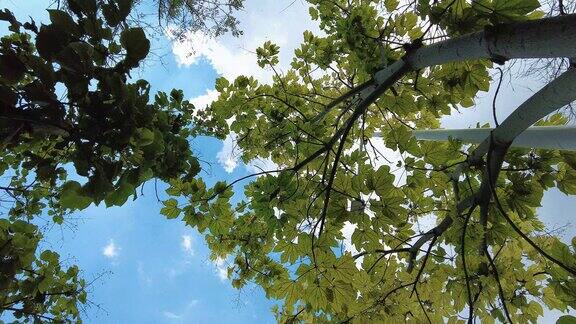 合集蓝天下风吹树枝树叶实拍