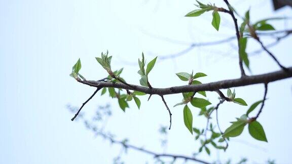 特写春天树木树枝 发芽生长 生机盎然