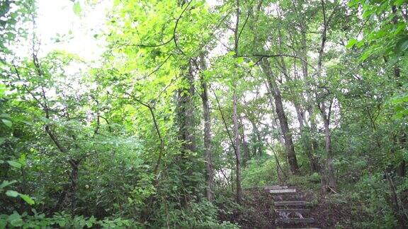 自然景观 树林青砖青苔小路 绿色生态