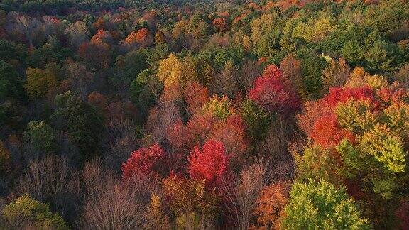 自然景观 彩色树林 自然风光