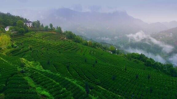 山林茶树山坡云雾绿茶茶山