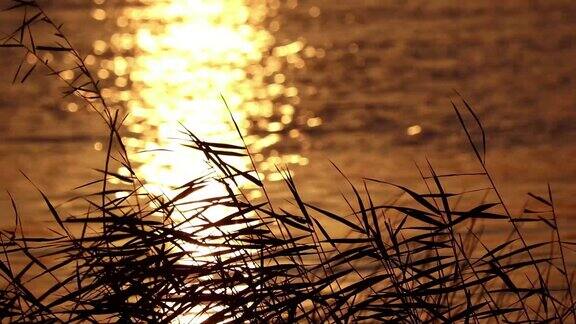 夕阳芦苇水面波光粼粼