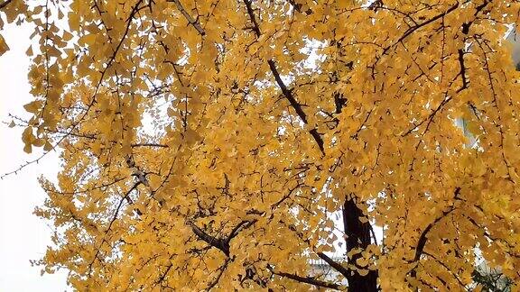 秋天银杏树枯黄树枝树叶实拍