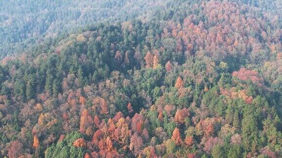 秋天森林植物航拍