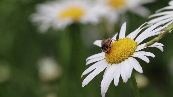 蜜蜂实拍