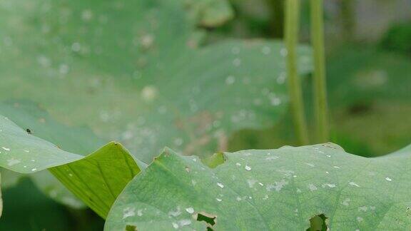宁静荷塘 雨滴荷叶与盛开的荷花