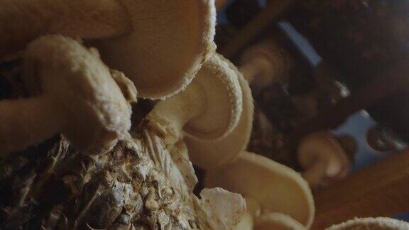 蘑菇生长：自然农耕的奇迹