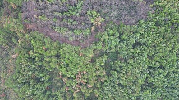 秋色森林植物航拍
