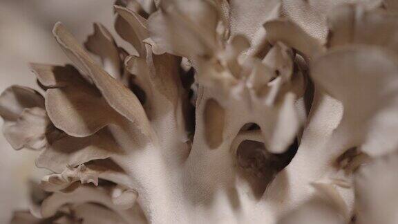 细致展示多孔菇的生长细节
