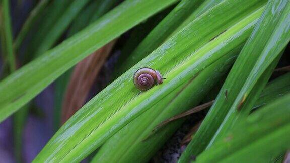 下雨天在植物上爬行的蜗牛