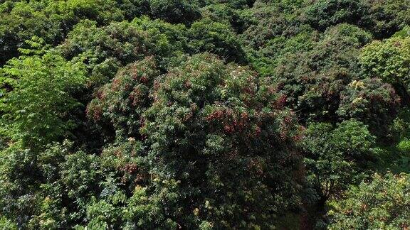 大片的荔枝近景和全景