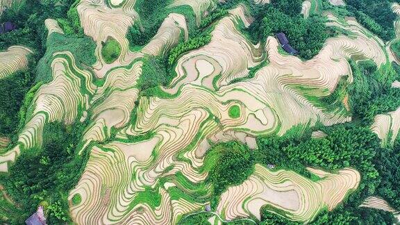 桂林龙胜梯田风景