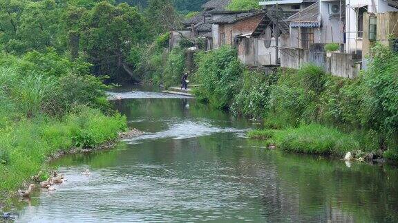 农村的小河有鸭子在游