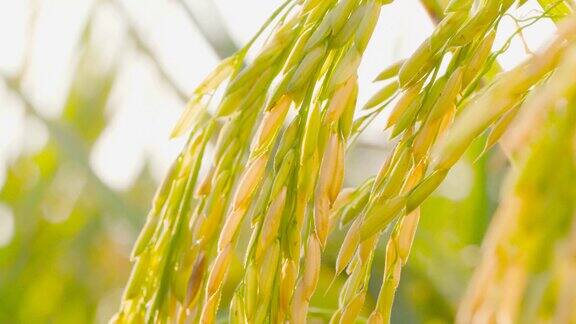 金黄稻穗粒粒饱满的稻谷