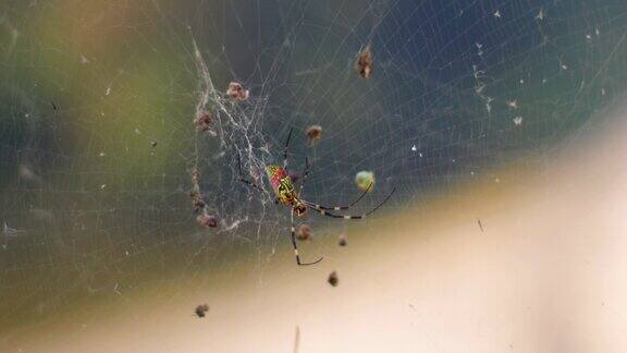 蜘蛛织网陷阱捕食