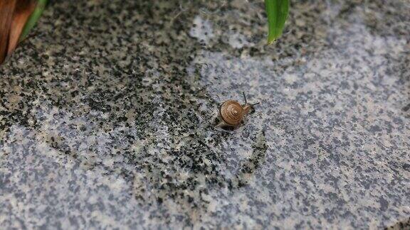 下雨天在石板上爬行的蜗牛