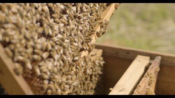  田园 蜂蜜 蜜蜂 风景 土蜂蜜 蜜蜂采