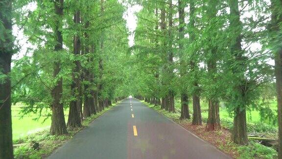 下雨后的树林道路