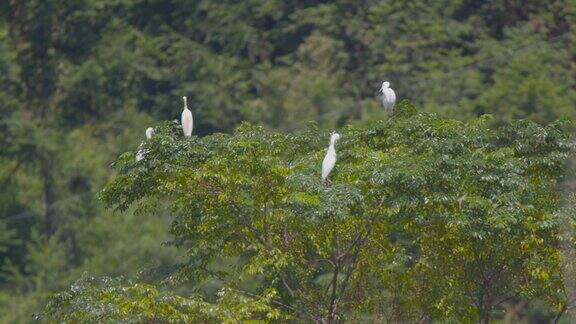 白鹭栖息在树上