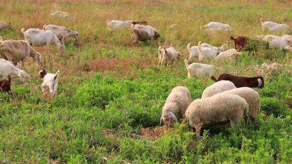 实拍4k羊群吃草
