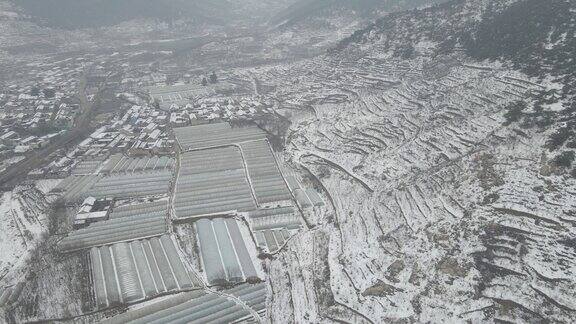 下雪后的茶园