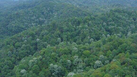 大气唯美山顶森林自然风景航拍
