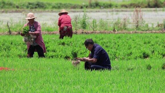 实拍4k农民忙绿种植水稻