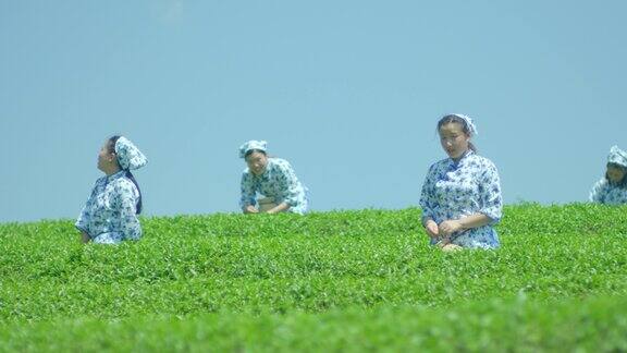 采茶女采茶打招呼热情洋溢