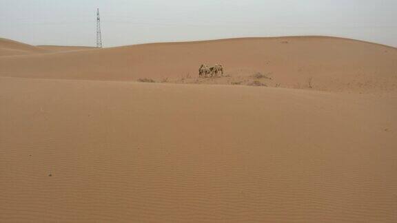 沙漠骆驼阿拉善