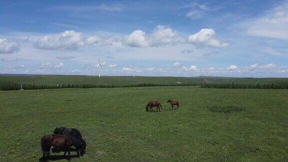 航拍 草原上蓝天白云和吃草的马儿