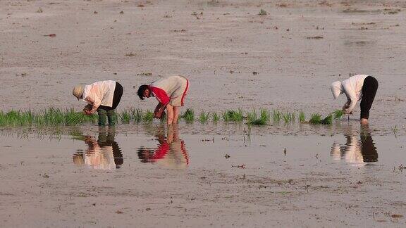 实拍4k种植水稻