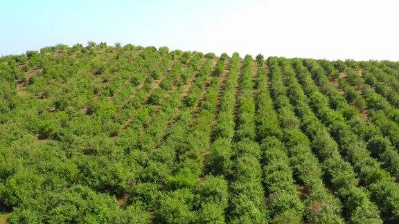 茶油种植基地航拍农业致富