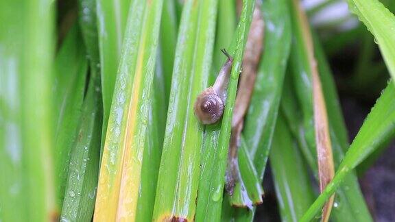 下雨天在植物上爬行的蜗牛
