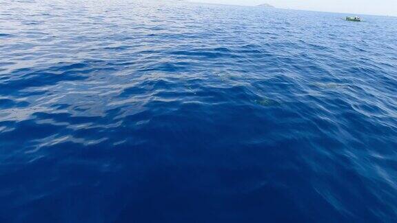 海豚、蓝海