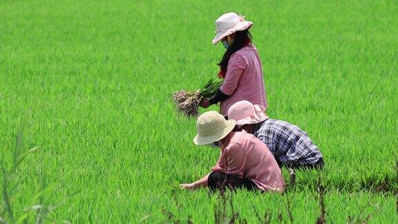 实拍4k农民种植水稻