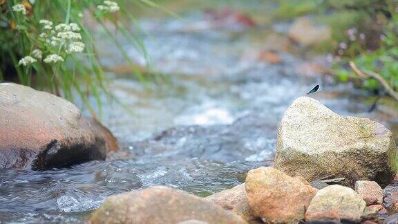 小溪泉水溪水流水山野外溪流小溪