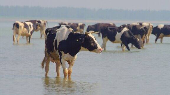 奶牛防暑降温有机农场