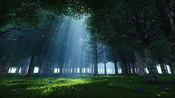 森林与晨光