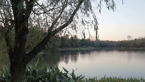 湖边的柳树