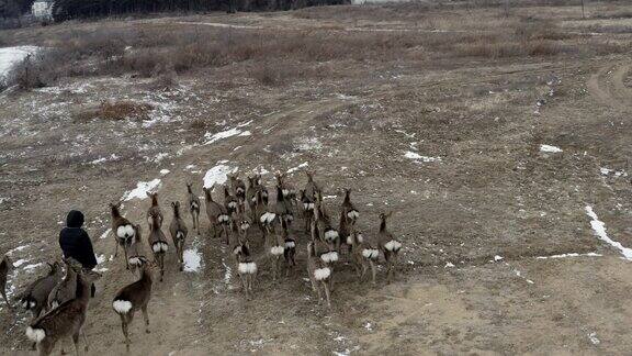 野生鹿群冬日觅食空拍画面