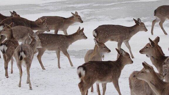 雪地中鹿群集结与迁移画面