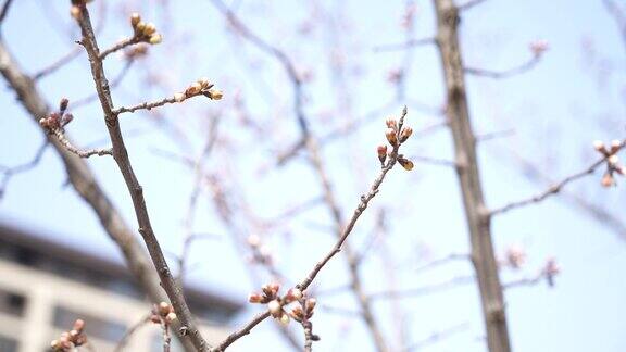 特写春天树木树枝 桃花开花生长 生机盎然