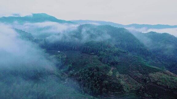 山野雾天